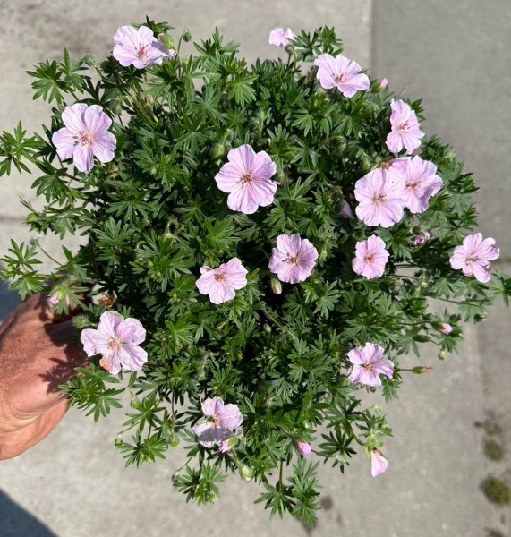 Geranium FRIVOLIUS™ Pink®