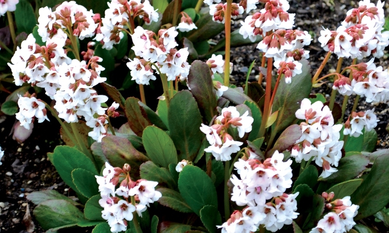 Bergenia Dragonfly™ Angel Kiss