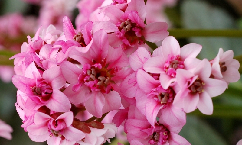 Bergenia Dragonfly™ Sakura