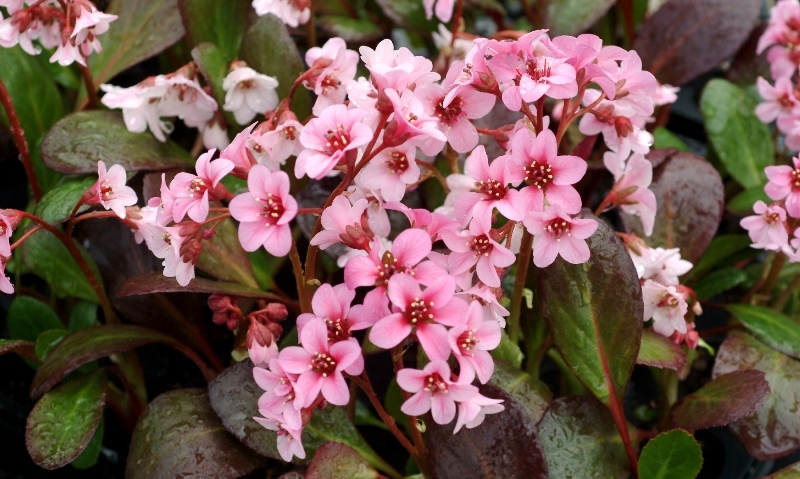 Bergenia Pink Dragonfly