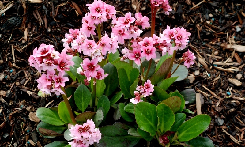 Bergenia Pink Dragonfly